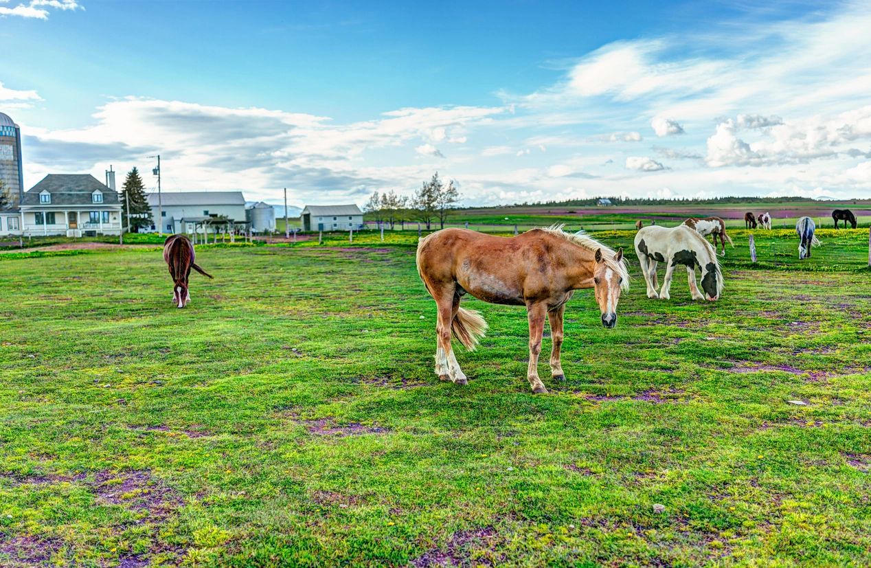 A horse is standing in the grass near other horses.